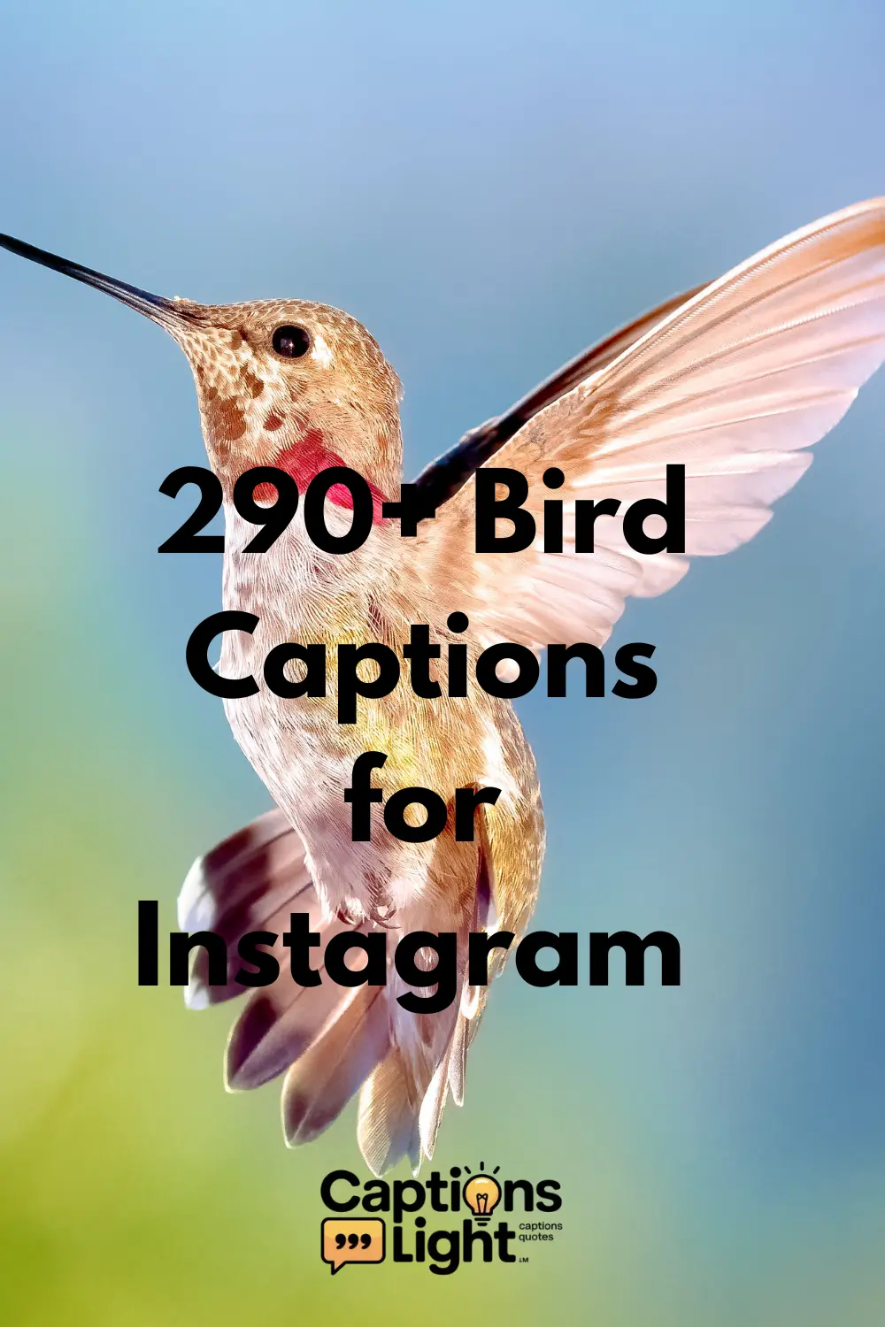 Bird Captions for Instagram