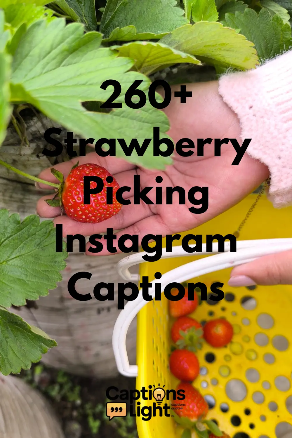 Strawberry Picking Instagram Captions